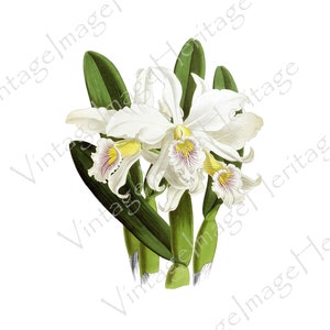 May include: A close-up of a white orchid with yellow and purple accents. The orchid has three blooms and green leaves.