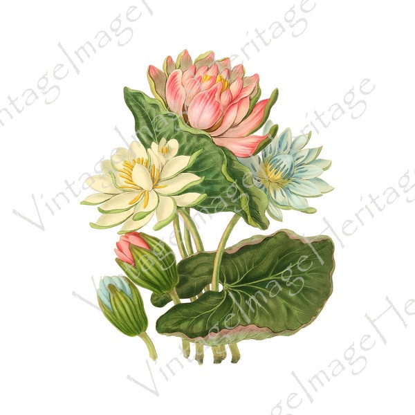 Lotus of Hindostan or Water Lily, 1800s Botanical Illustration, Digital Download, Image, Clipart for Personal and Commercial Crafting