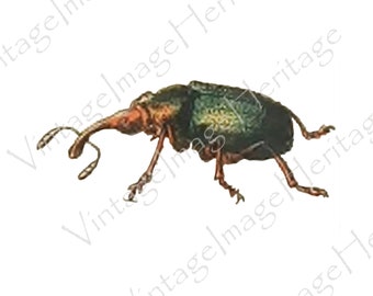 Tooth Nosed Snout Weevil 1909 Adolphe Millot Illustration, Digital Download, Image, Clipart for Personal and Commercial Crafting