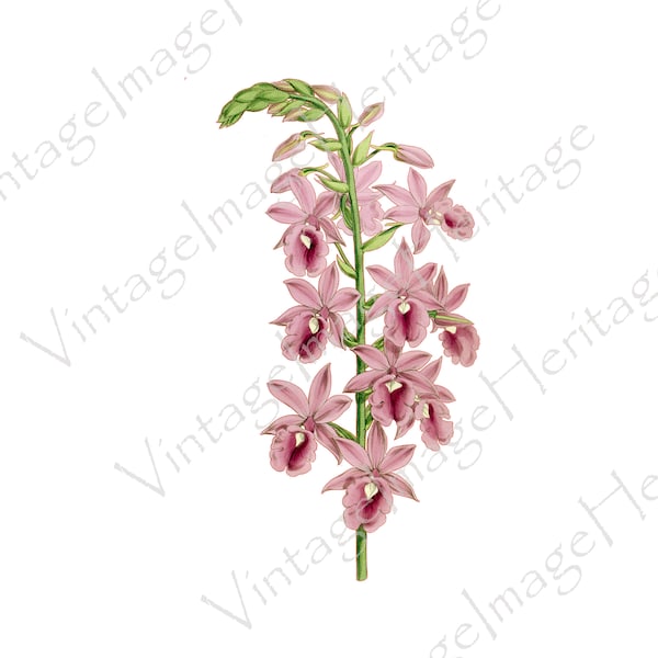 Orchid (Calanthe veitchii),1927 Botanical Illustration, Digital Download, Image, Clipart for Personal and Commercial Crafting