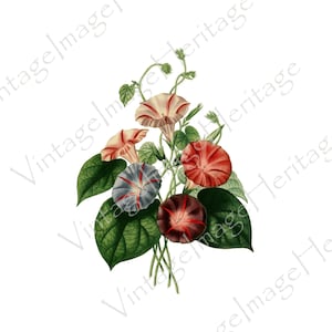 Morning Glory (Pharbitis Hispida), 1800s Botanical Illustration, Digital Download, Image, Clipart for Personal and Commercial Crafting