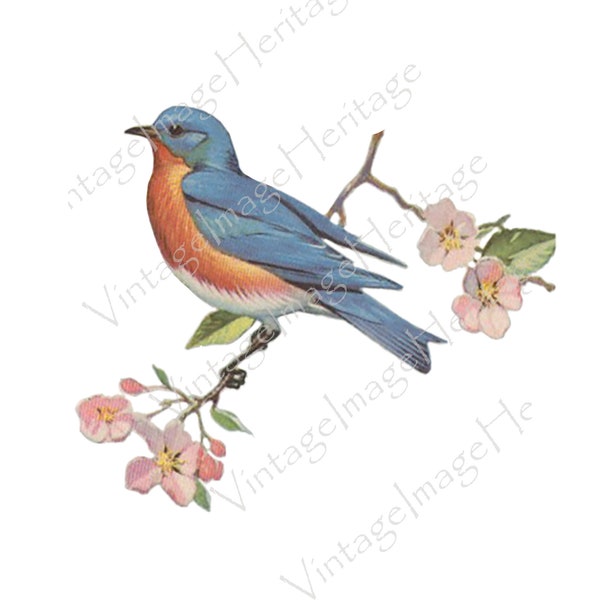 Eastern Bluebird, Illustration, Digital Download, Image, Clipart for Personal and Commercial Crafting