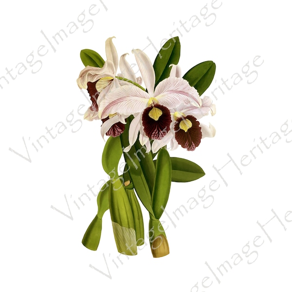 Orchid (Laelia Purpurata Williamsii),1927 Botanical Illustration, Digital Download, Image, Clipart for Personal and Commercial Crafting