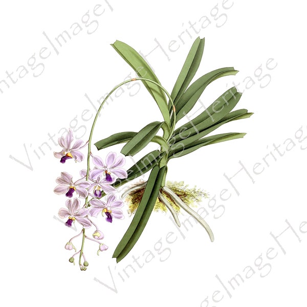 Orchid (Vanda Coerulescens),1927 Botanical Illustration, Digital Download, Image, Clipart for Personal and Commercial Crafting