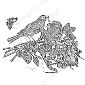 Grey/Coral Bird w/Bouquet and Butterfly, 1800s Black and White, Coloring Book, Digital Download for Personal & Commercial Crafting