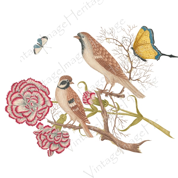 Two Birds with Carnation and Butterfly, 1800s Drawing, Digital Download, Image, Clipart JPEG PDF PNG for Personal & Commercial Crafting