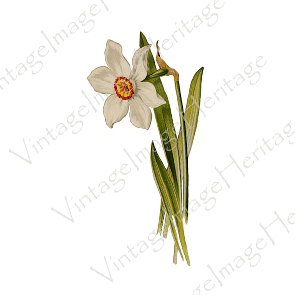 Jonquille, Jonquil (Narcissus poeticus), Illustration botanique des années 1800, Téléchargement numérique, Image, Clipart pour usage personnel et commercial