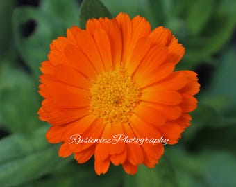 Flower, Macro Lens, Orange, Digital Print, Photography
