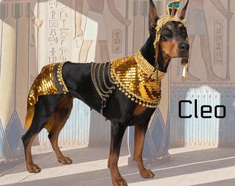Cleopatra, Egyptian, Halloween Costume for large dogs, Cosplay, Festival, Parade Costume, Pharaoh
