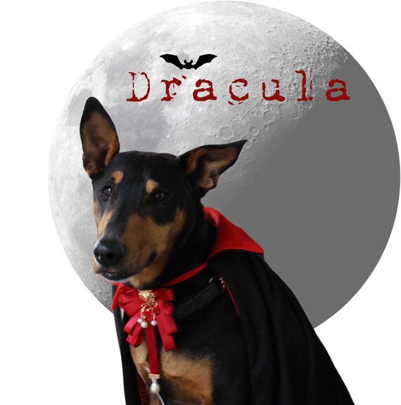 Dracula Pet Costume Gothic Dracula Cape for Dogs Halloween Etsy