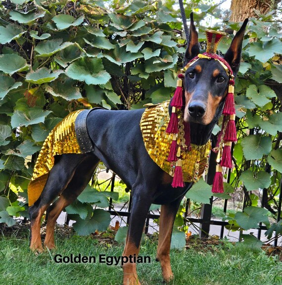 Large dog halloween costumes uk hotsell