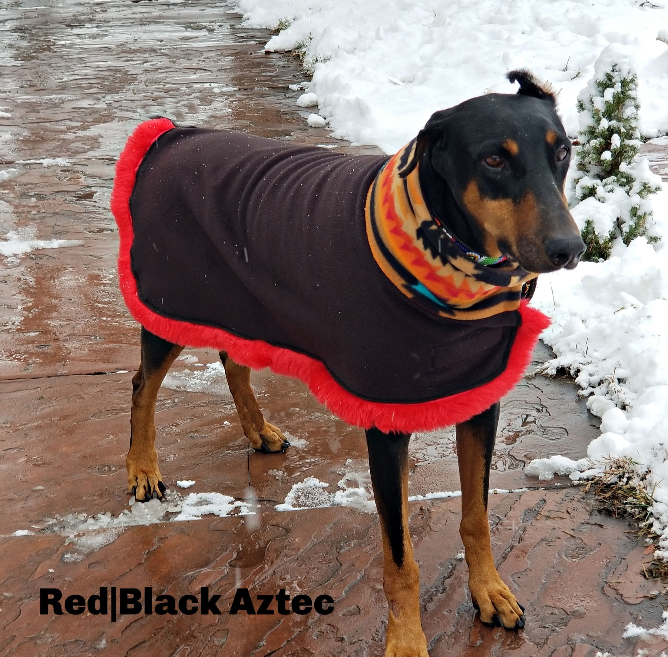 best winter coats for pitbulls