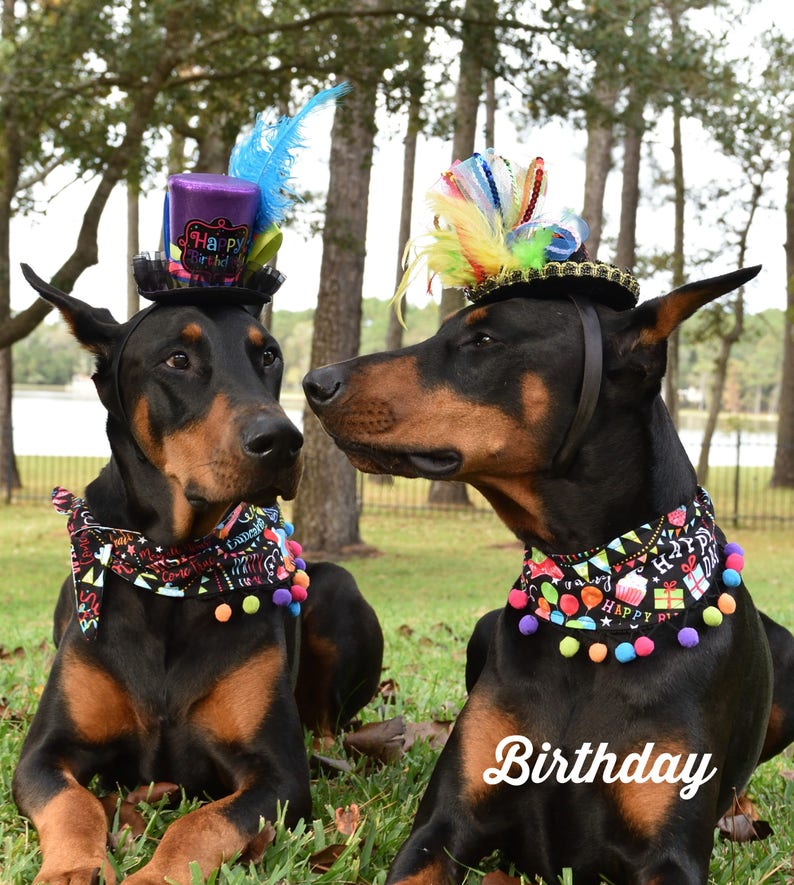 Dog BandanaHoliday bandana Birthday bandana big dog Etsy