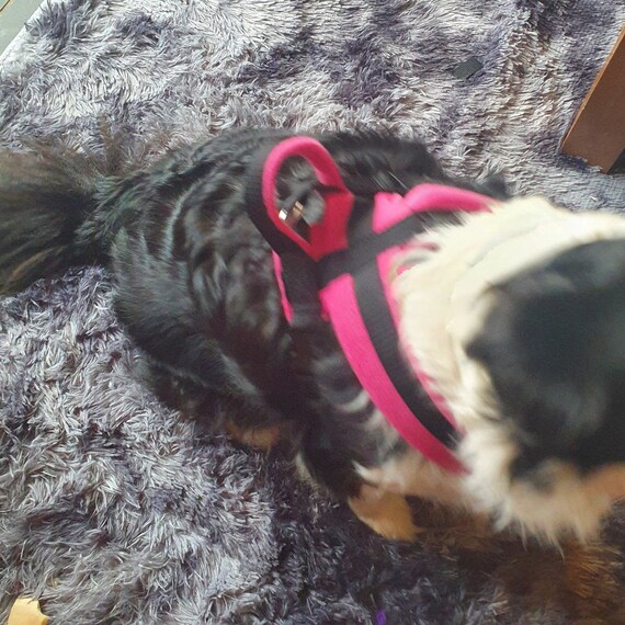 agility dog harness