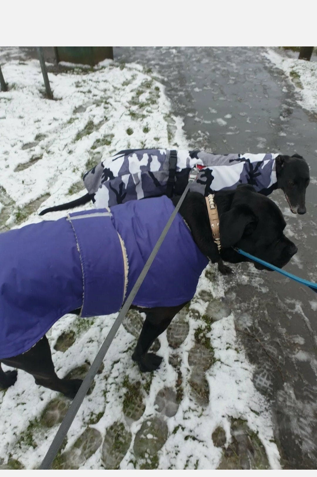 Extra large dog breed dog coats made to measure bull mastiff Etsy