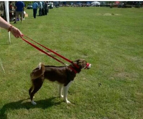 figure of 8 dog collar