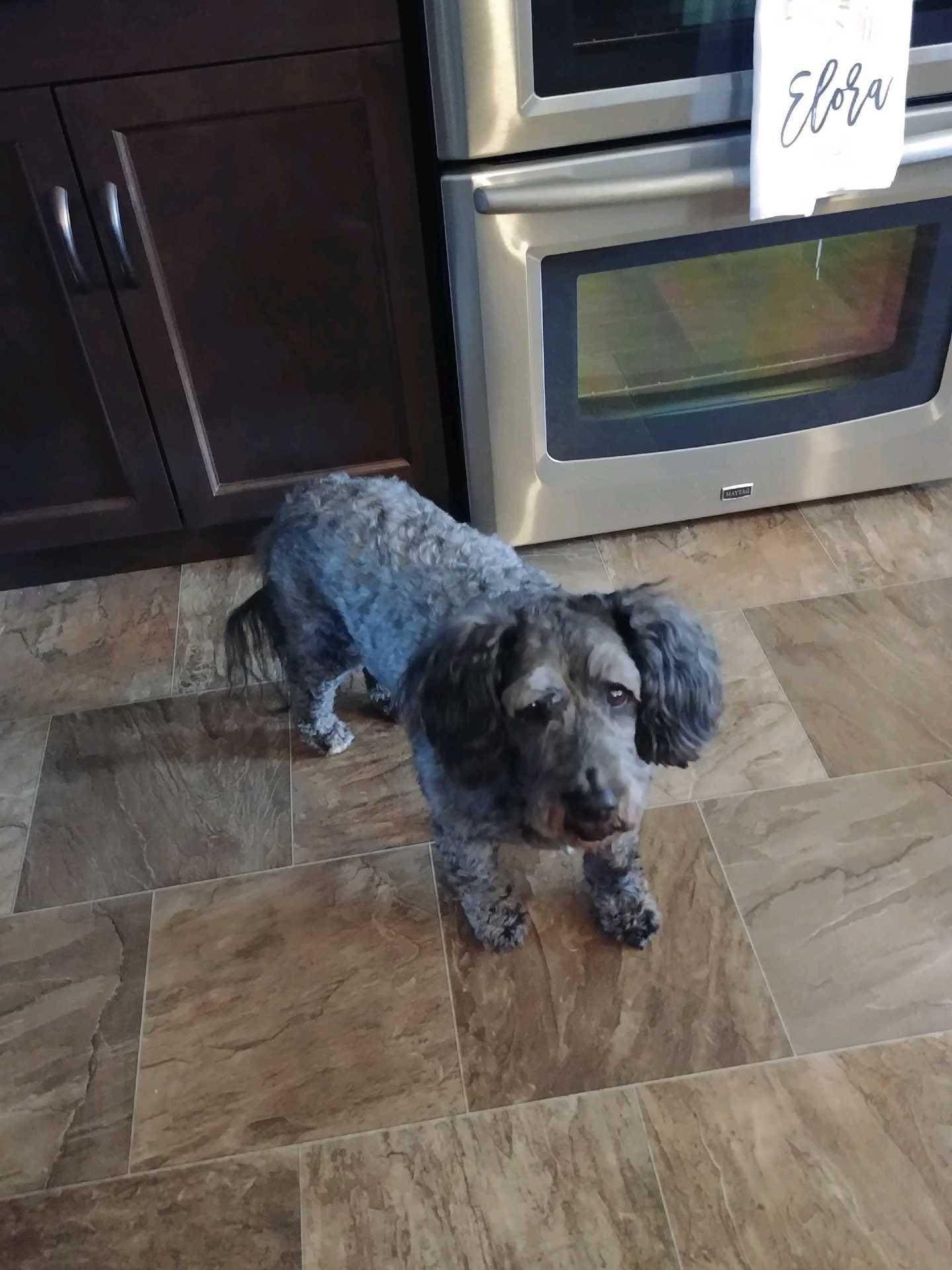Custom Wood Burned Dog Pet Portrait on Live Edge Wood Slice Etsy UK