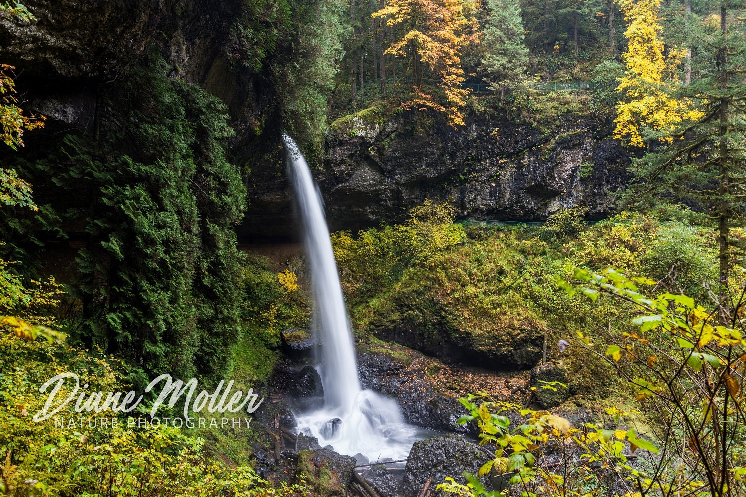 Home wall decor. South Falls waterfall photo Offering Nature Photography in Prints Canvas and Metal Art Silver Falls State Park Oregon