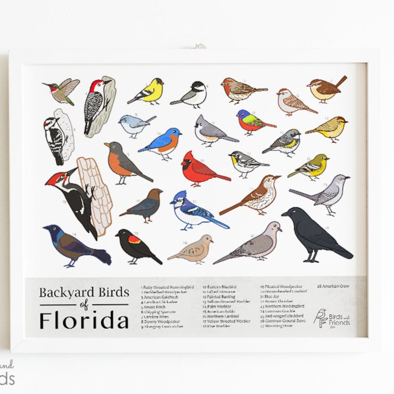 Florida Bird Art - Etsy