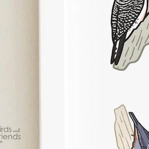 Connecticut Printable Backyard Birds of Connecticut Field - Etsy