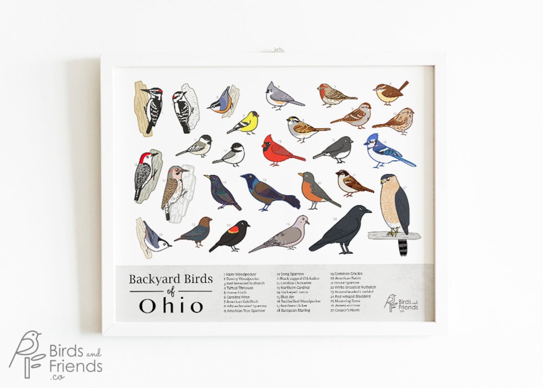 Ohio - Printable Backyard Birds of Ohio Field Guide Print - Bird Art ...