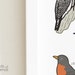 Texas Printable Backyard Birds of Texas Field Guide Print Printable ...