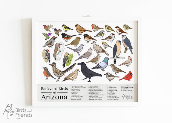 Arizona - Printable Backyard Birds of Arizona Field Guide Print