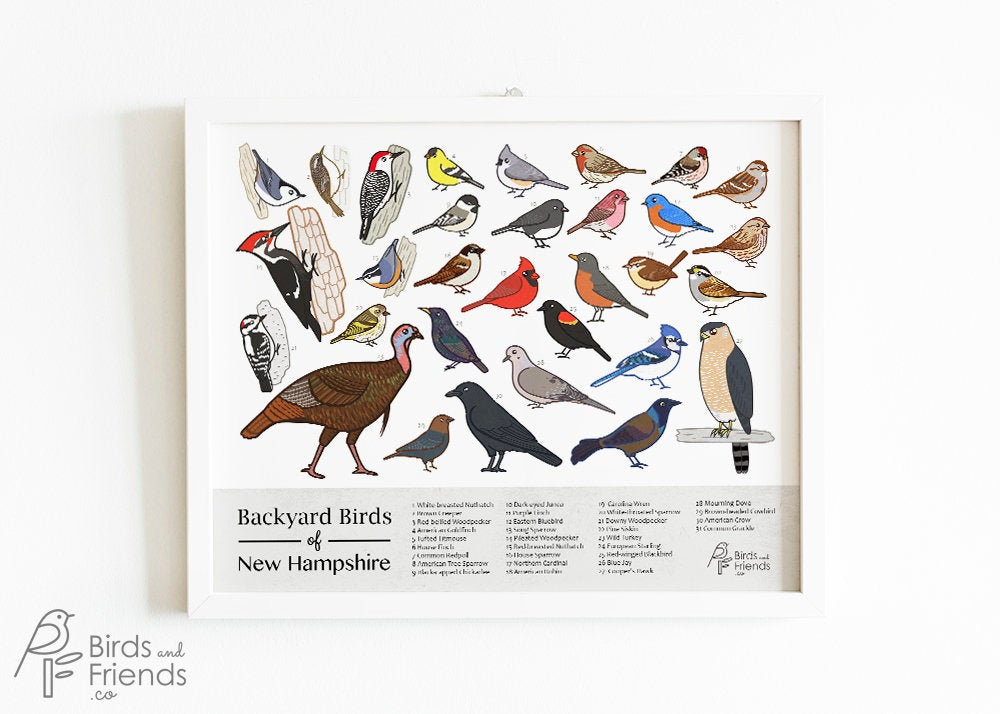 New Hampshire Printable Backyard Birds of New Hampshire Field Guide ...