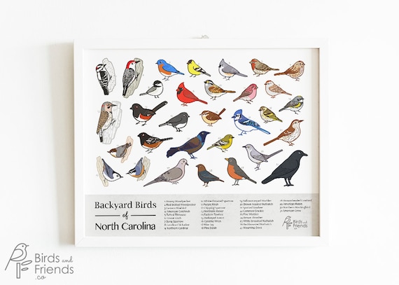 North Carolina Printable Backyard Birds Of North Carolina Etsy