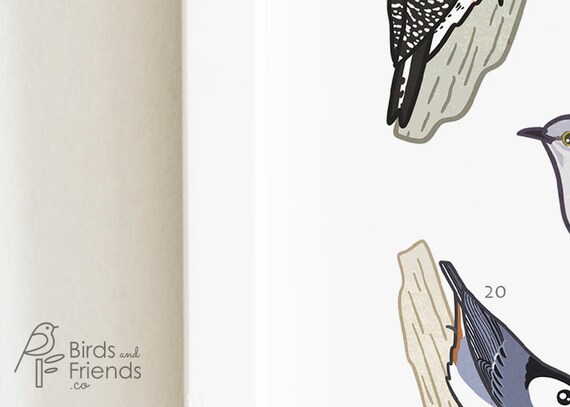 New Jersey - Printable Backyard Birds of New Jersey Field Guide