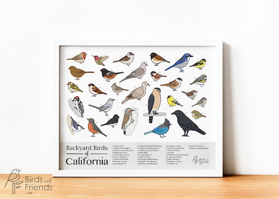 California Printable Backyard Birds Of California Field Etsy