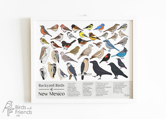 New Mexico Printable Backyard Birds of New Mexico Field | Etsy