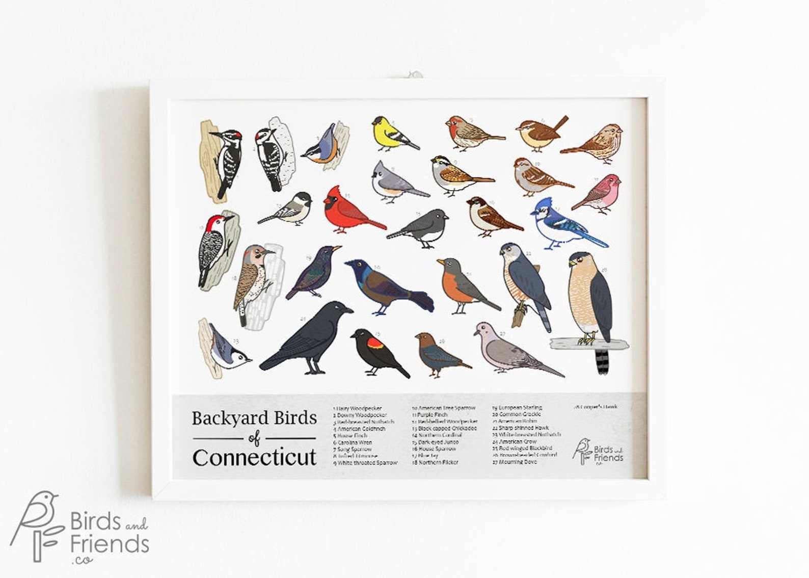 Connecticut Printable Backyard Birds of Connecticut Field Guide Print