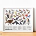 Minnesota Printable Backyard Birds of Minnesota Field Guide Print Bird ...