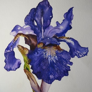 Purple Bearded Iris