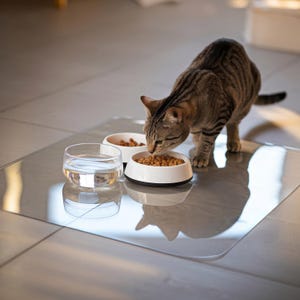 Può includere: Un gatto tigrato che mangia da una ciotola bianca e nera piena di cibo secco per gatti. Sono presenti anche un bicchiere d'acqua trasparente e un'altra ciotola di cibo. Il gatto è in piedi su un tappetino trasparente, con un pavimento piastrellato sullo sfondo.