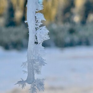 Puede incluir: Primer plano de un carámbano congelado con intrincadas formaciones de cristales de hielo. El carámbano cuelga verticalmente, mostrando delicadas estructuras plumosas. El fondo presenta una vista borrosa de árboles y un cielo azul claro, creando un contraste.