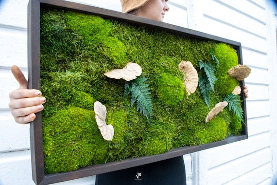 Ashdown Moss Wall Art With Dried Mushrooms and Preserved Moss Ferns Real  Moss Trendy Decor Verti-grow 