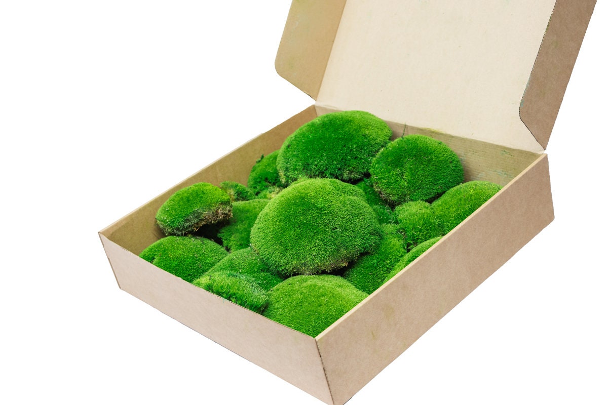 Preserved Bun Moss Pole Moss Cushion Moss Natural Decor Etsy UK