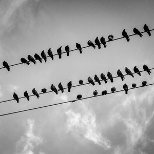 May include: A black and white photograph of a flock of birds perched on a power line against a cloudy sky.