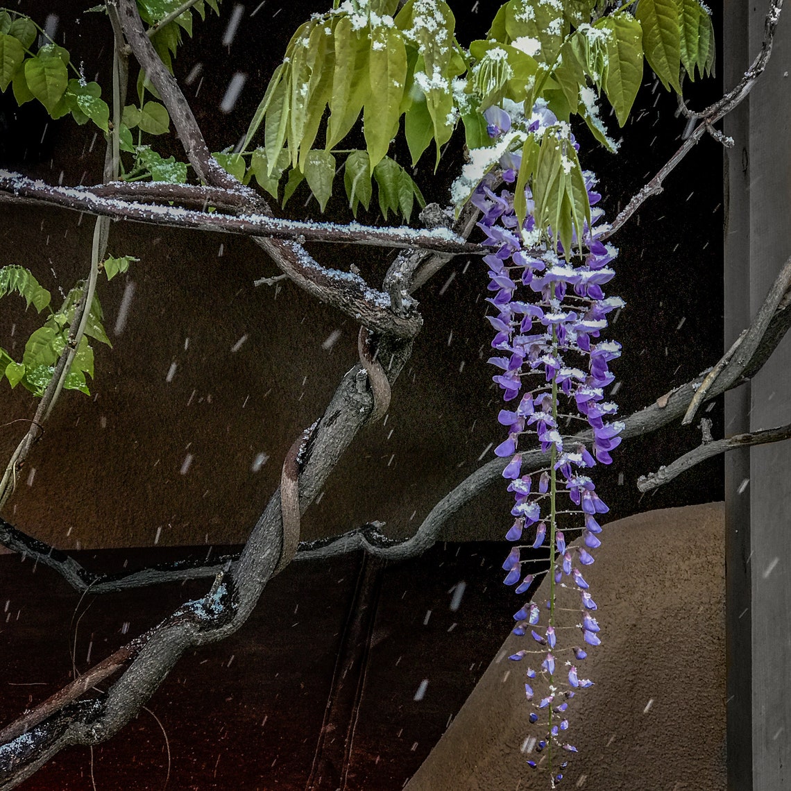 Wisteria in Snow Matted Photographic Print Ready to Frame Etsy