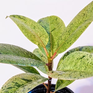 US Seller - Ficus Shivereana Moonshine