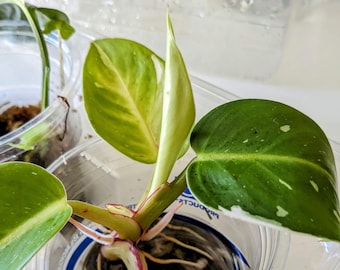May include: A variegated houseplant with green and white leaves is rooted in a clear plastic cup. The plant has several roots visible and is growing new leaves.