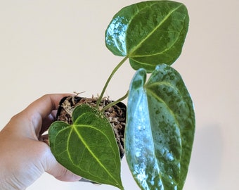 US Seller - Anthurium Magnificum