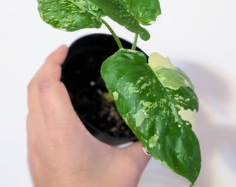 US Seller - Schismatoglottis Albo Rare Plant Variegation