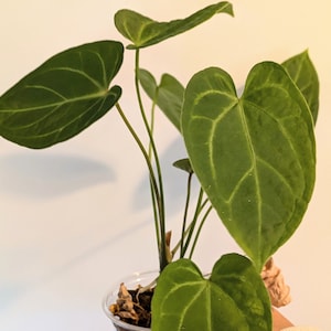 US Seller - Anthurium Magnificum