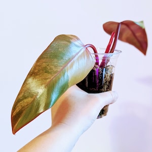 US Seller - Philodendron Strawberry Shake Top Cutting Rare High Variegation