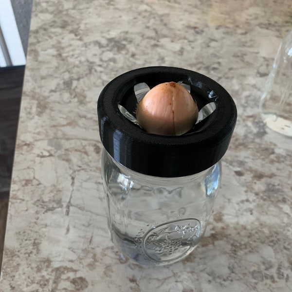 Avocado Seed Sprouter for Mason Jar