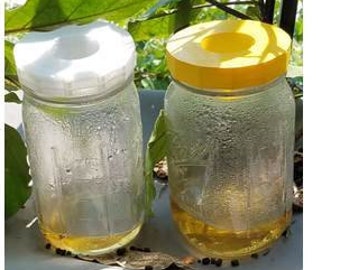 Fruit Fly Trap mason Jar Lid