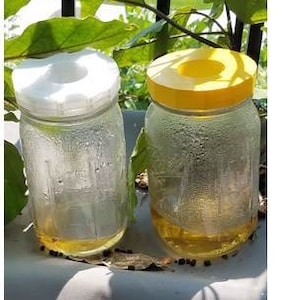 Fruit Fly Trap mason Jar Lid